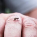 Kenali Ciri – Ciri Demam Berdarah, Penyebab, dan Pengobatannya